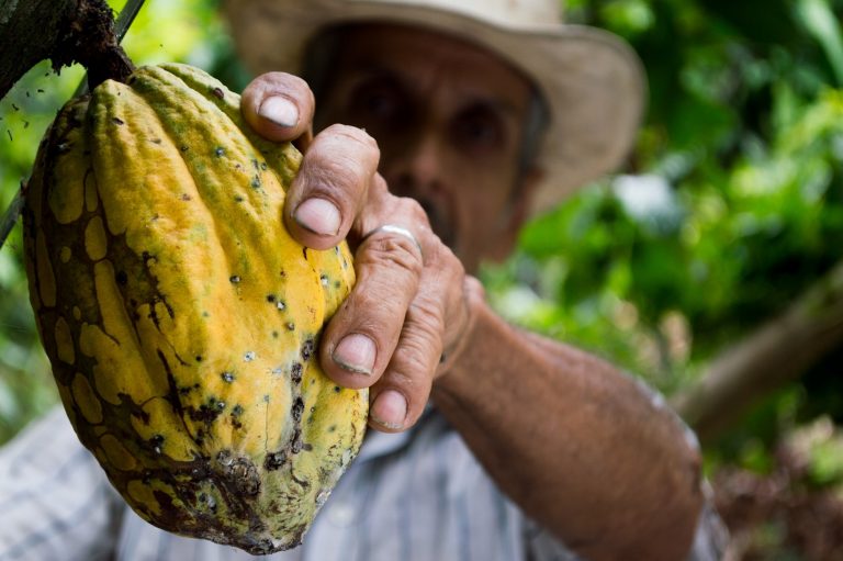 agricultor-agricultura-cacao-50707